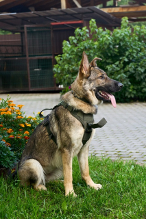 Шлейка тактическая облегченная SturmDog, Ranger Green