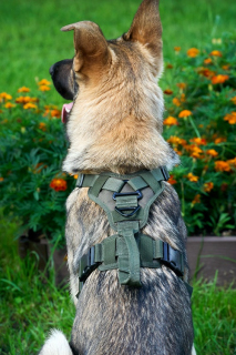 Шлейка тактическая облегченная SturmDog, Ranger Green