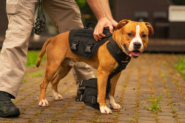 Шлейка тактическая средняя Sturmdog, Black