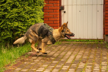 Шлейка тактическая средняя Sturmdog, Ranger Green