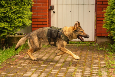 Шлейка тактическая средняя Sturmdog, Ranger Green