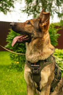 Шлейка тактическая средняя Sturmdog, Ranger Green