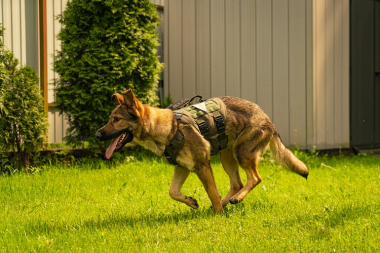 Шлейка тактическая средняя Sturmdog, Ranger Green