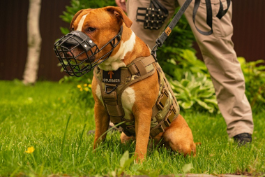 Шлейка тактическая средняя Sturmdog, Multicam