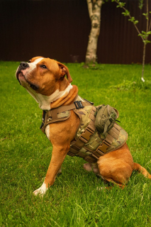 Шлейка тактическая средняя Sturmdog, Multicam
