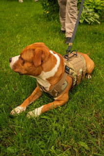 Шлейка тактическая средняя Sturmdog, Multicam