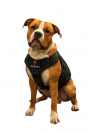 Шлейка тактическая средняя Sturmdog, Black