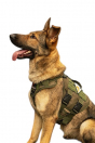 Шлейка тактическая средняя Sturmdog, Ranger Green